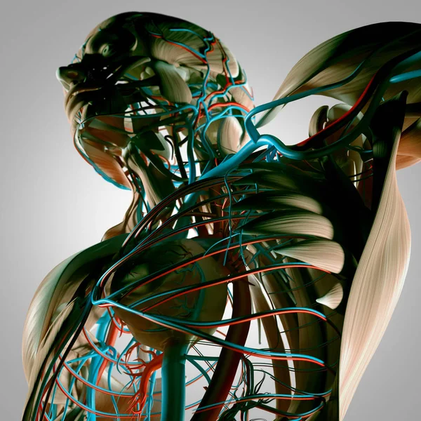 Anatomie des menschlichen Oberkörpers — Stockfoto