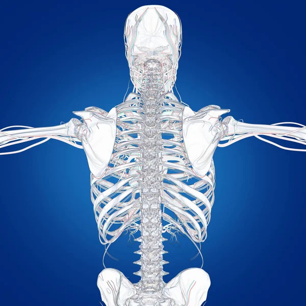 Modèle d'anatomie du squelette humain — Photo