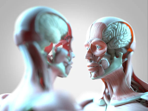 Menghadapi model anatomi manusia — Stok Foto