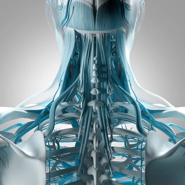 Human neck and spine anatomy model