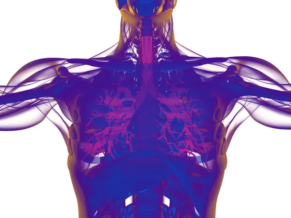 Modelo de anatomia do brônquio humano — Fotografia de Stock