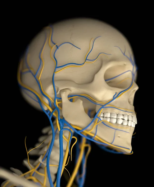 Anatomický model lidské lebky — Stock fotografie