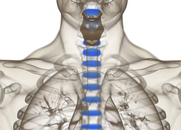 Modelo de anatomia dos discos da coluna vertebral humana — Fotografia de Stock