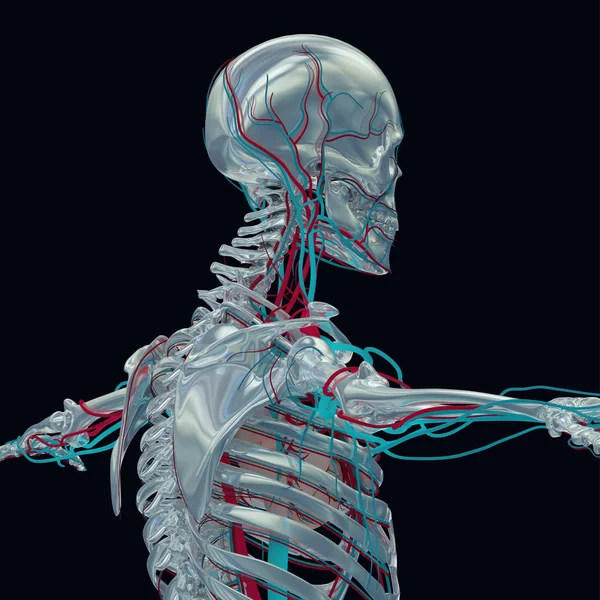 Esqueleto humano com sistema vascular , — Fotografia de Stock