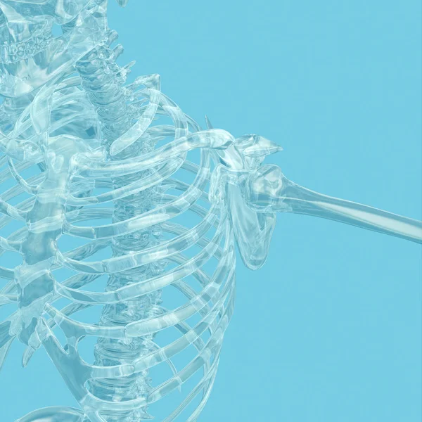 Модель анатомии скелета человека — стоковое фото