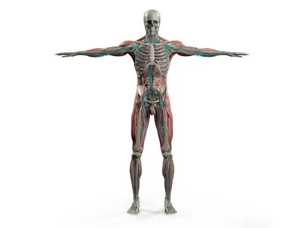 Модель людської анатомії — стокове фото