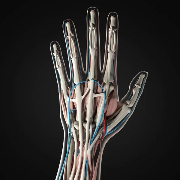 Model anatomi tangan manusia — Stok Foto