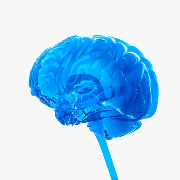 Modelo de cerebro humano — Foto de Stock