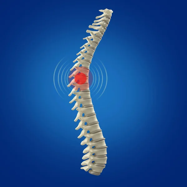 Modello di colonna vertebrale umana — Foto Stock