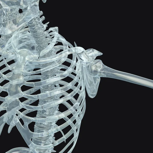 Human skeleton anatomy model — Stock Photo, Image