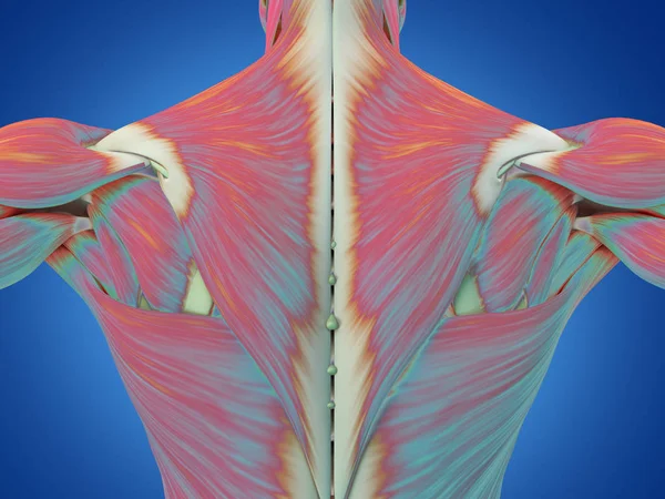 Torso masculino músculos de la espalda —  Fotos de Stock