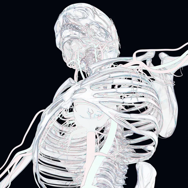Modelo de anatomia do esqueleto humano — Fotografia de Stock