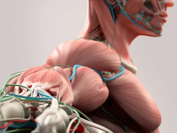 Model lidské paže anatomie — Stock fotografie