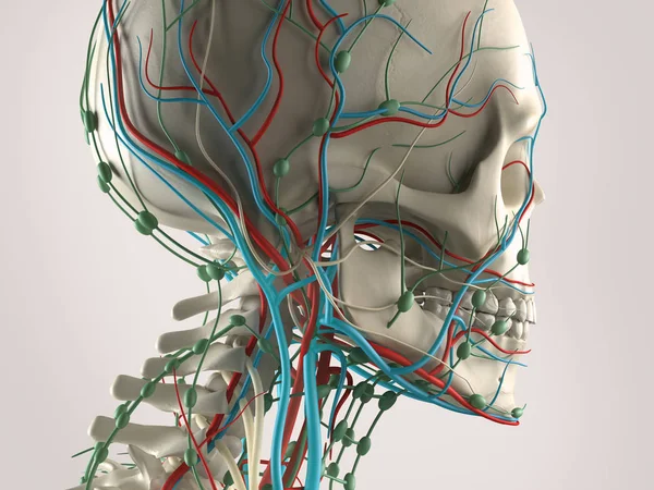 Модель анатомії людського черепа — стокове фото