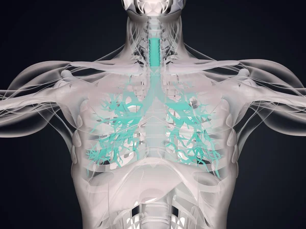 Menselijke bronchiën anatomie model — Stockfoto