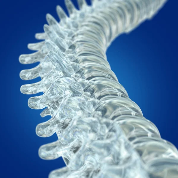 İnsan omurga modeli