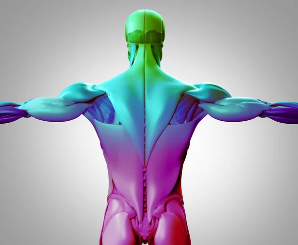 Torso masculino músculos de la espalda —  Fotos de Stock