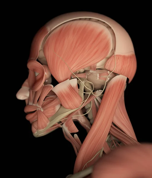 男性头部解剖模型 — 图库照片