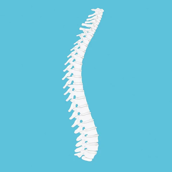 人体脊柱模型 — 图库照片
