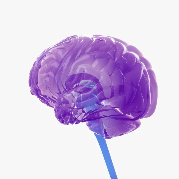 Modelo de cerebro humano — Foto de Stock