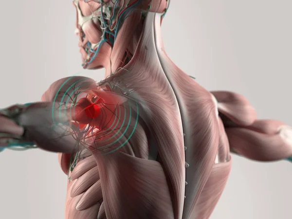 Anatomia człowieka powrót modelu — Zdjęcie stockowe