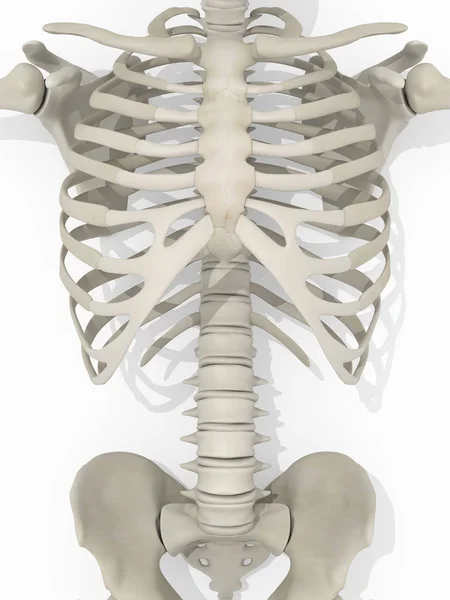 Ribbenkast menselijke anatomie model — Stockfoto