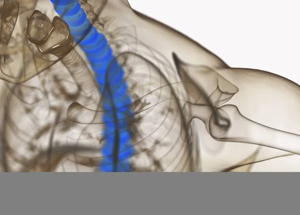 Modelo de anatomia dos discos da coluna vertebral humana — Fotografia de Stock