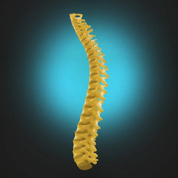 Modelo de columna vertebral humana —  Fotos de Stock