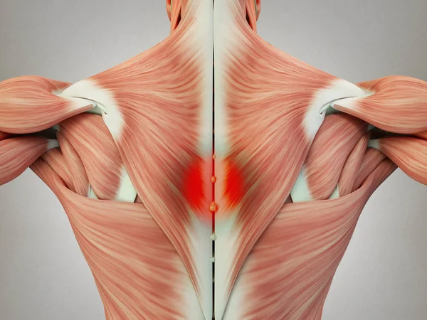 男性躯干背部肌肉 — 图库照片