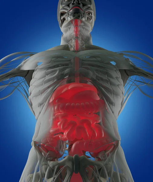 Модель анатомии пищеварительной системы — стоковое фото