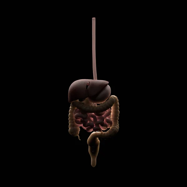 Модель анатомии пищеварительной системы человека — стоковое фото