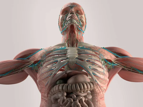 Modello anatomico di budella umana — Foto Stock