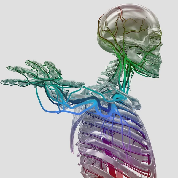 Ανθρώπινος σκελετός με αγγειακό σύστημα — Φωτογραφία Αρχείου