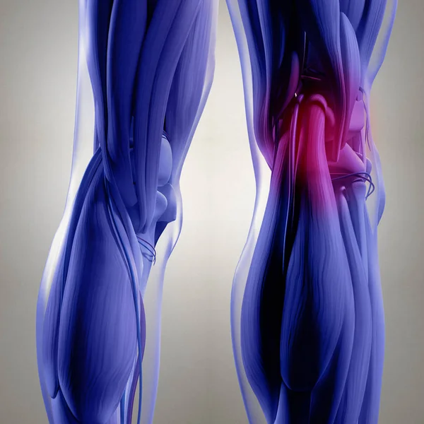 Anatomia humana das costas das pernas — Fotografia de Stock