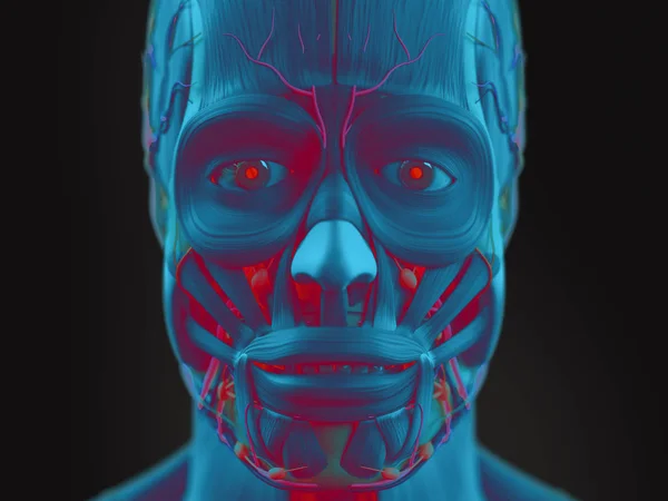 Human face anatomy model