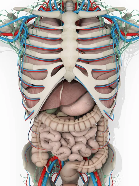 Detalhe da anatomia humana do tronco — Fotografia de Stock