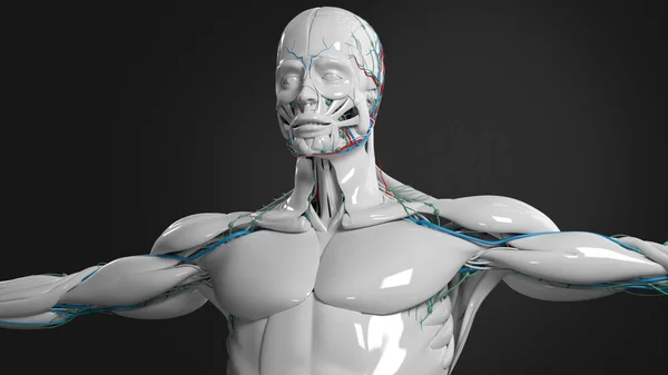 Модель фарфоровой мужской анатомии — стоковое фото