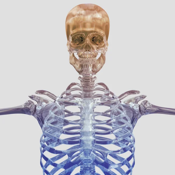 Human skeleton anatomy model — Stock Photo, Image
