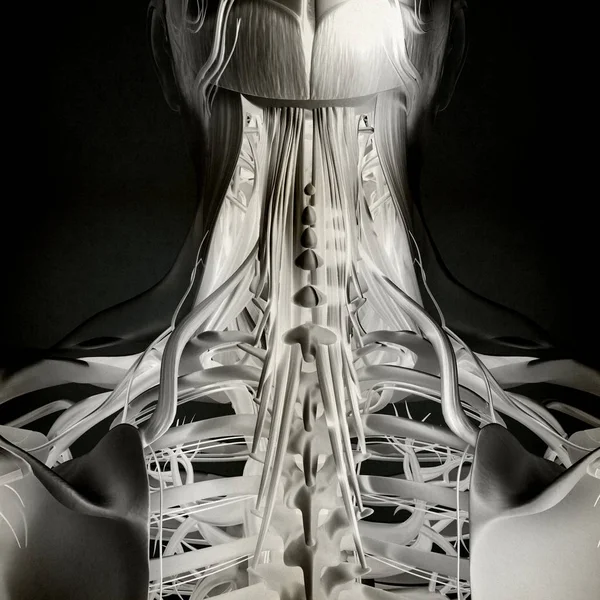 Modelo de anatomia do pescoço e da coluna — Fotografia de Stock