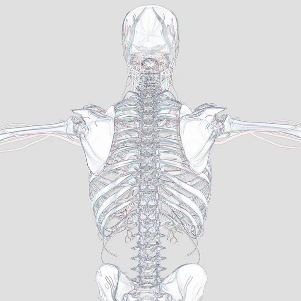 Anatomisches Modell des menschlichen Skeletts — Stockfoto