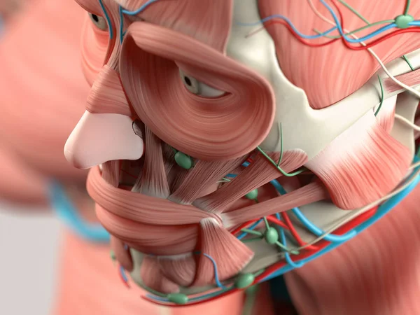 Model anatomii głowy człowieka — Zdjęcie stockowe