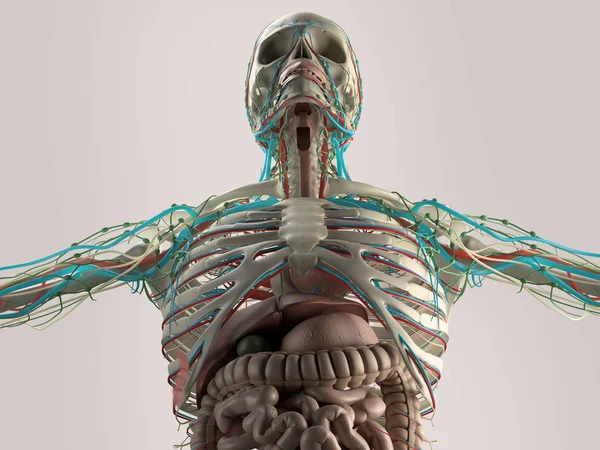 İnsan cesaret anatomi modeli — Stok fotoğraf
