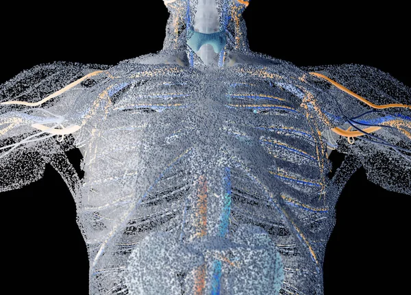 Modelo de anatomia torácica masculina — Fotografia de Stock
