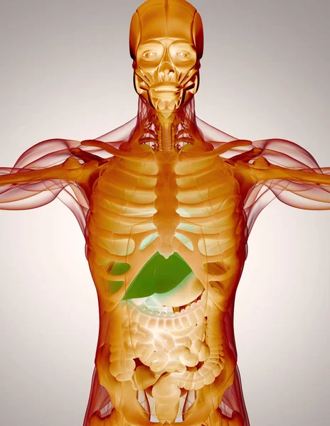 Modelo de anatomia humana — Fotografia de Stock