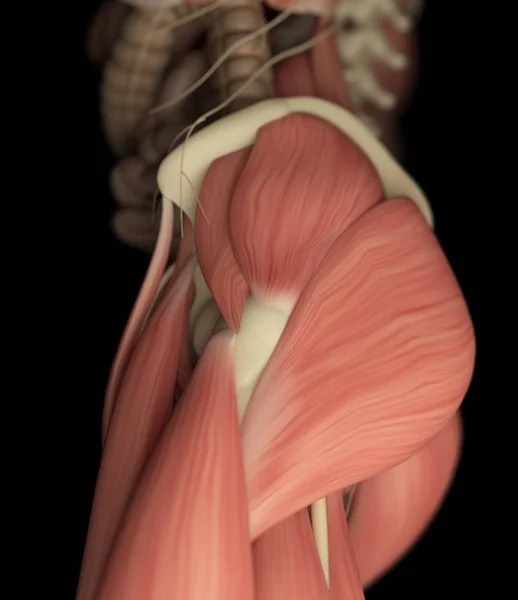 М'язова система верхньої ноги людини — стокове фото