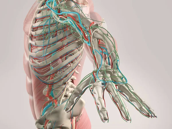 Human anatomy side view — Stock Photo, Image