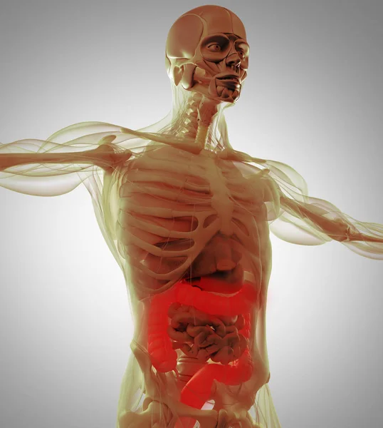 Human colon anatomy model — Stock Photo, Image