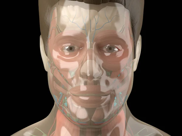 Human anatomy model with glass skin