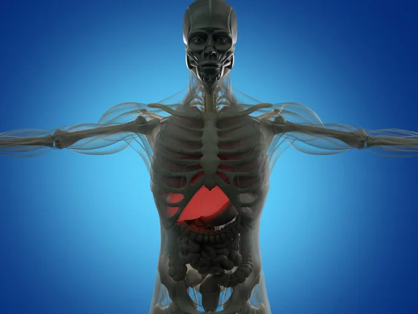 Модель анатомии человека — стоковое фото