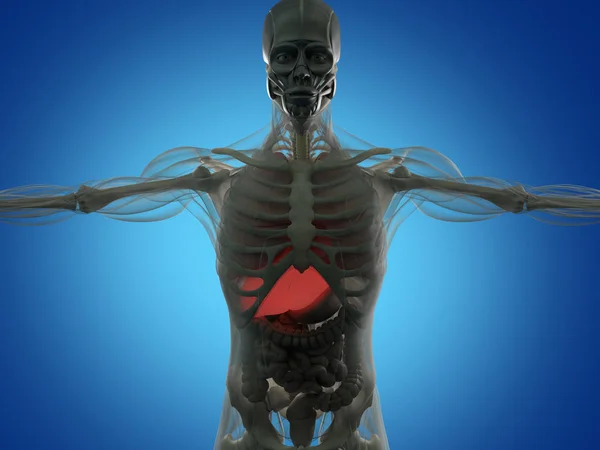 Modelo de anatomía humana — Foto de Stock